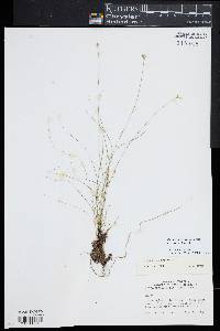 Carex atlantica subsp. capillacea image