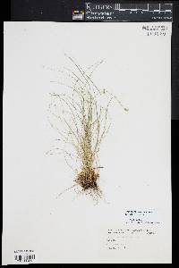 Carex atlantica subsp. capillacea image