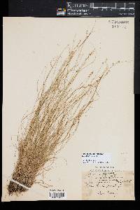 Carex atlantica subsp. capillacea image