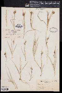 Carex aurea image