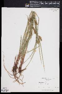 Carex baileyi image