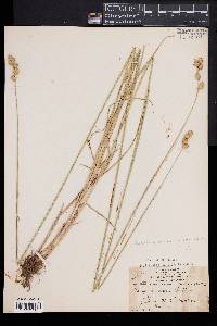 Carex bicknellii image