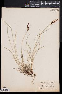 Carex bigelowii image