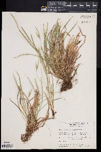 Carex backii image