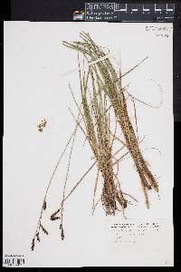 Carex barrattii image