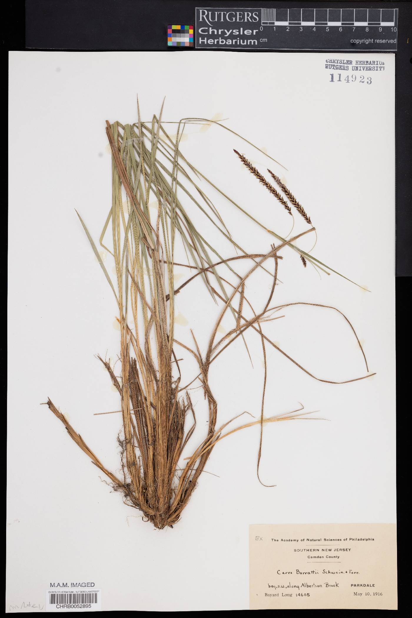 Carex barrattii image