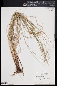 Carex bullata image