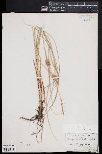 Carex bullata image