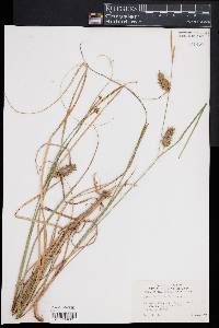 Carex bullata image