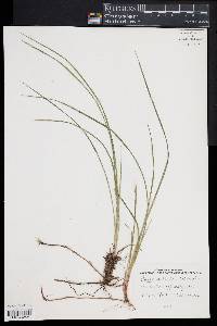 Carex bullata image