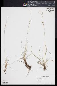 Carex capillaris image