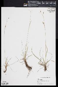 Carex capillaris image