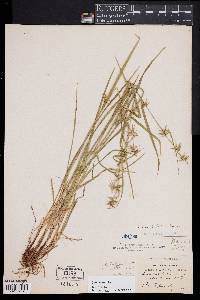 Carex collinsii image