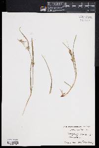 Carex collinsii image