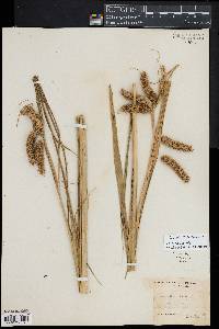 Carex comosa image