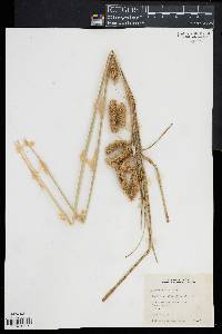 Carex comosa image