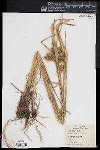 Carex comosa image