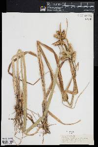 Carex comosa image