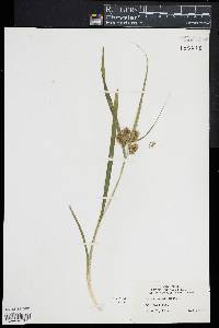 Carex comosa image