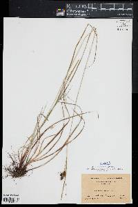 Carex complanata image