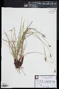 Carex complanata image