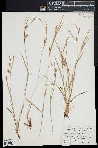 Carex conoidea image