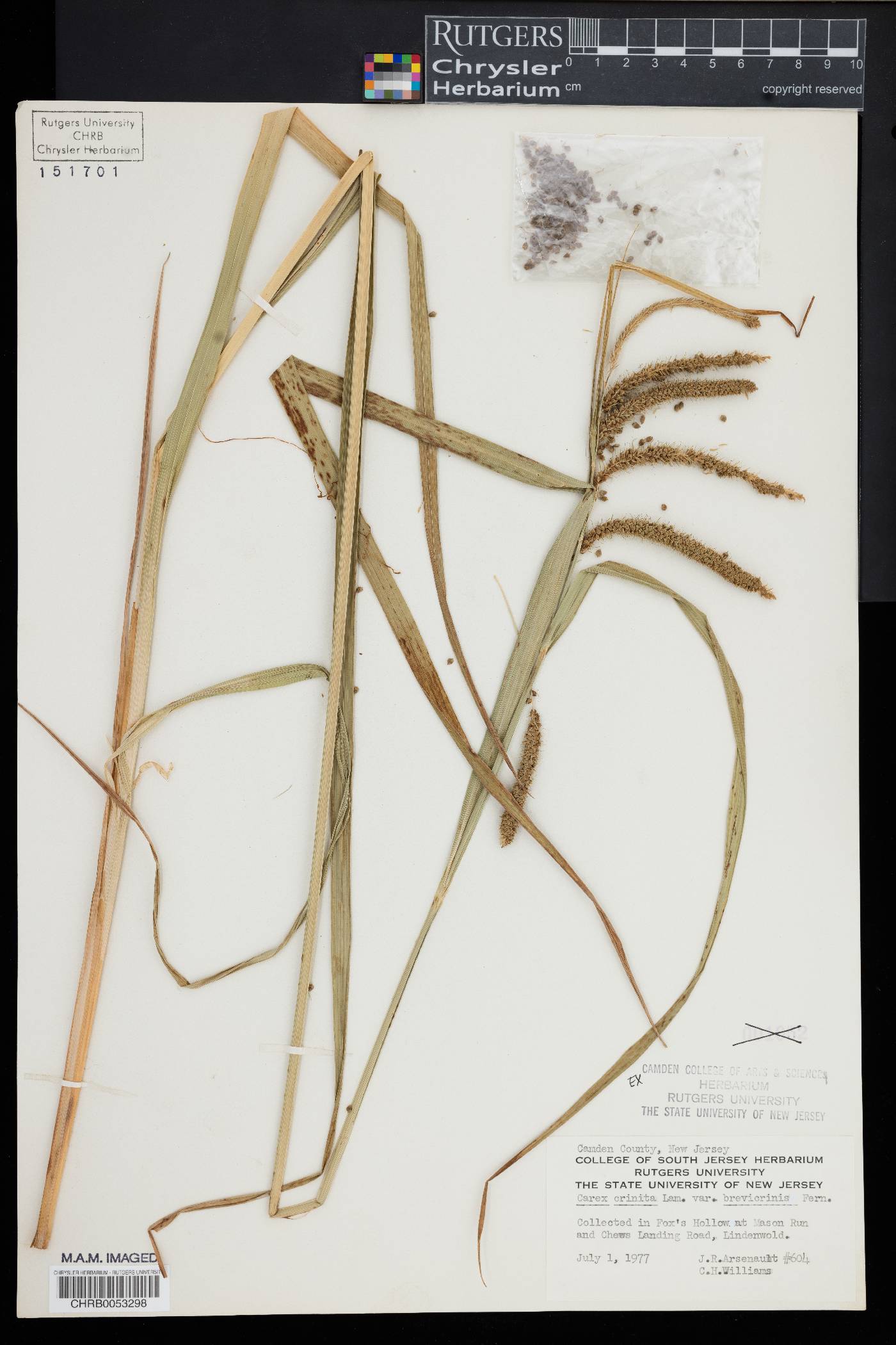 Carex crinita var. brevicrinis image