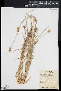 Carex cristatella image