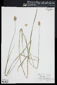 Carex cristatella image