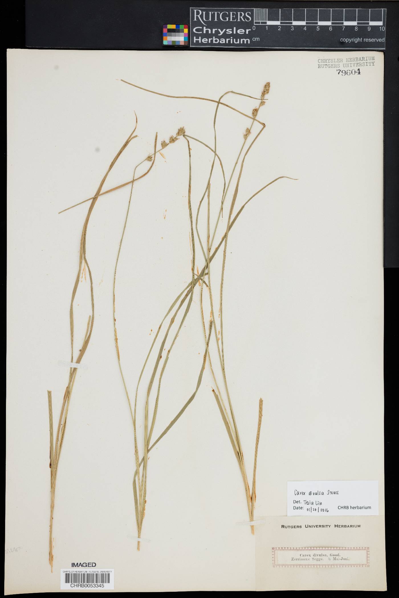 Carex divulsa image