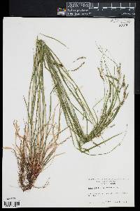 Carex debilis var. rudgei image