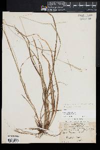 Carex debilis var. rudgei image