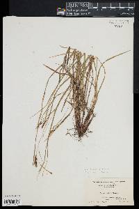 Carex venusta image