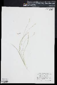 Carex disperma image