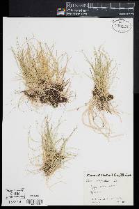 Carex disperma image