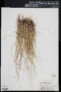 Carex disperma image