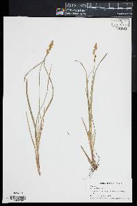 Carex elongata image