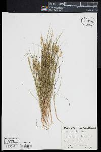 Carex echinata image