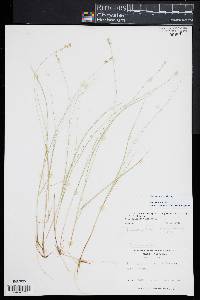 Carex echinata image