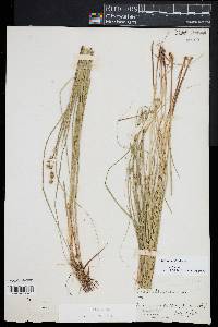 Carex echinata image