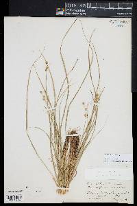 Carex echinata image