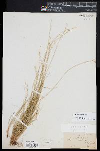 Carex echinata image