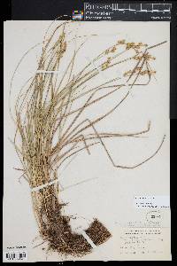 Carex echinata image