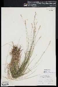 Carex echinata image