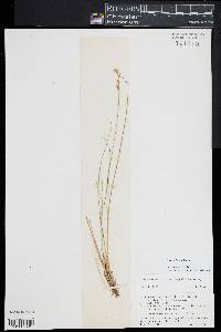 Carex echinata image