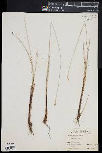 Carex exilis image