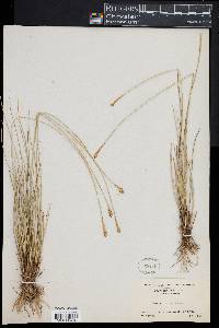 Carex exilis image