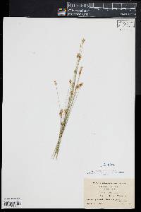 Carex exilis image