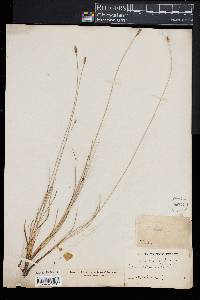 Carex exilis image