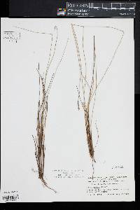 Carex exilis image